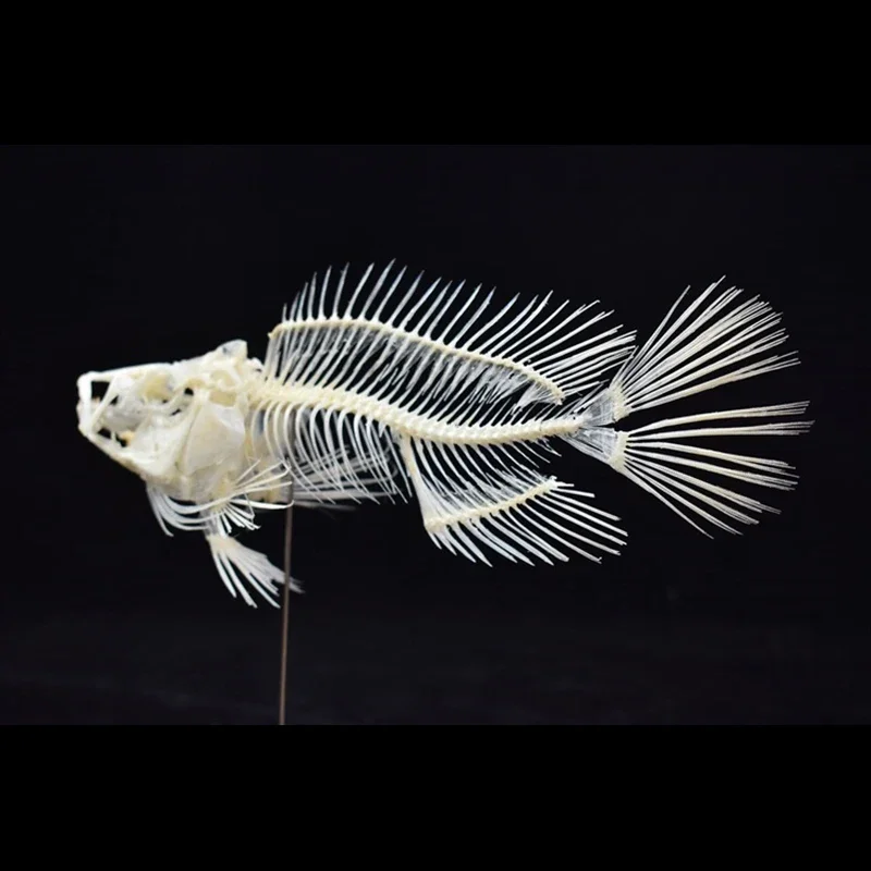 نموذج هيكل سمكة الجروبر 2043 ل - مراجعة Art And Craft Science وسعره